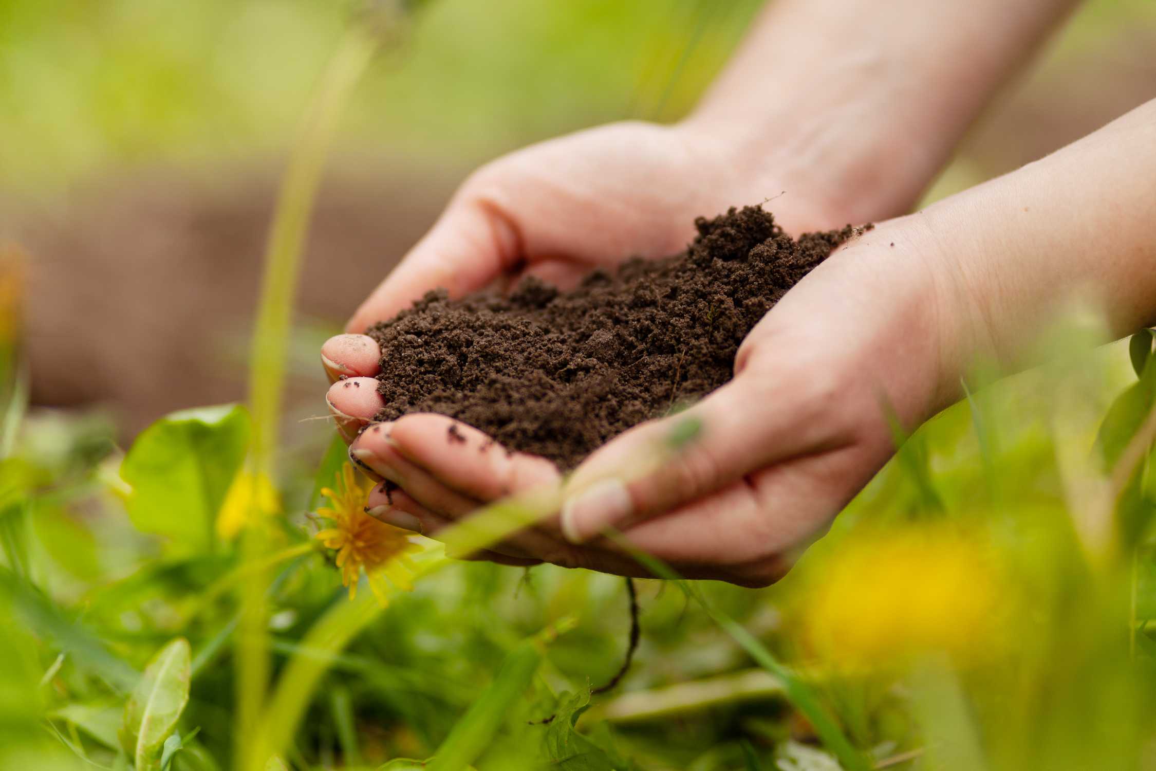 high phosphorus fertilizer